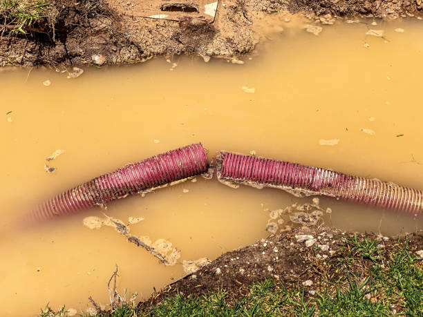 Best Basement water damage restoration  in Bear Creek, AK